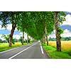 Country road lined with sycamore trees in southern France
