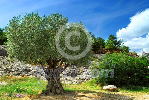 Ancient olive tree growing in southern France Ancient olive tree growing in southern France