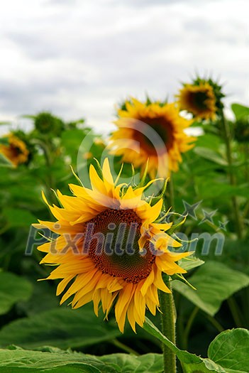 Summer sunflower field with overcast cloudy sky Summer sunflower field with overcast cloudy sky