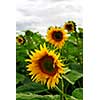 Summer sunflower field with overcast cloudy sky