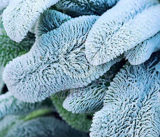 Morning frost on plant leaves in late fall Morning frost on plant leaves in late fall