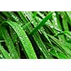 Big water drops on green grass blades, closeup
