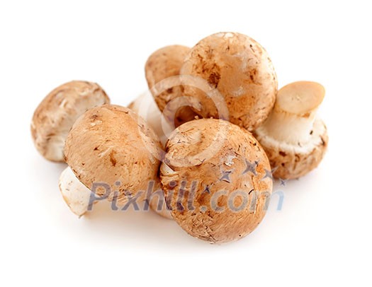 Brown cremini or young potrobello mushrooms isolated on white background Brown cremini or young potrobello mushrooms isolated on white background