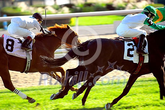 Jockeys racing thoroughbred horses on a turf racetrack Jockeys racing thoroughbred horses on a turf racetrack