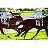 Jockeys racing thoroughbred horses on a turf racetrack