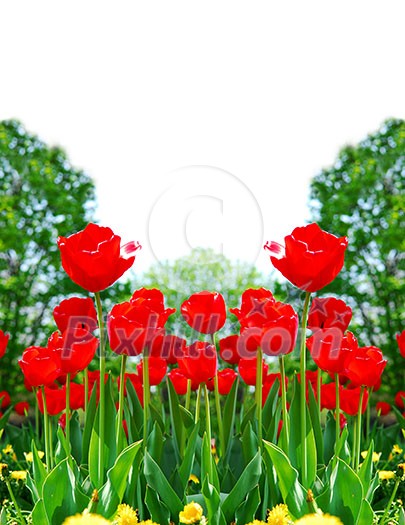 Floral background of bright red tulips blooming in a spring garden Floral background of bright red tulips blooming in a spring garden
