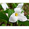 White Trillium blooming in woodlands Ontario provincial flower