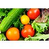 Assorted fresh vegetables - tomatoes, cucumber, green lettuce