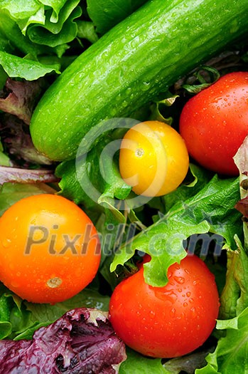 Assorted fresh vegetables - tomatoes, cucumber, green lettuce Assorted fresh vegetables - tomatoes, cucumber, green lettuce