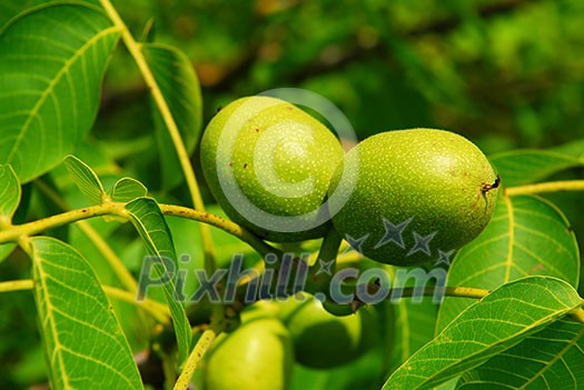 Green walnuts growing on a tree, close up Green walnuts growing on a tree, close up
