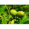 Green walnuts growing on a tree, close up