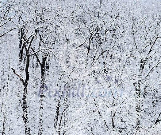 Winter forest covered with snow, natural background Winter forest covered with snow, natural background