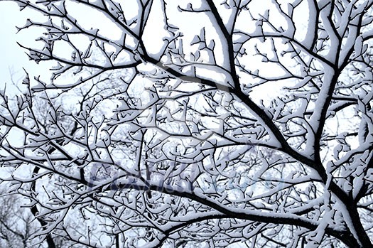 Branch of a winter tree covered with snow Branch of a winter tree covered with snow