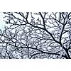 Branch of a winter tree covered with snow