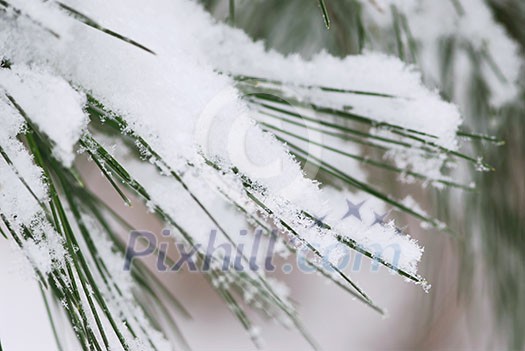 Pine needles covered with fluffy snow, macro with snowflakes visible Pine needles covered with fluffy snow, macro with snowflakes visible