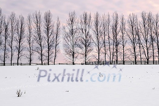 Winter landscape with a row of tall trees at sunset Winter landscape with a row of tall trees at sunset