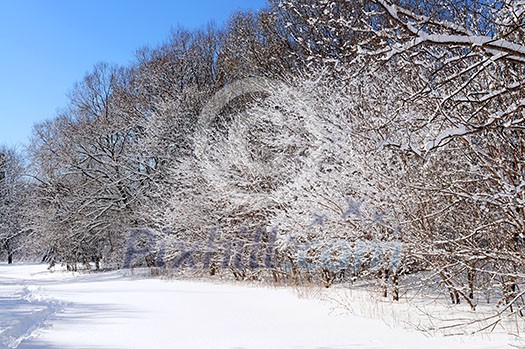 Winter landscape of a sunny forest covered with snow Winter landscape of a sunny forest covered with snow