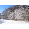 Winter landscape of a sunny forest covered with snow