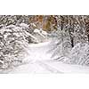 Path in winter forest after a snowfall