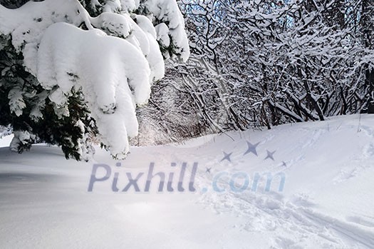 Path in winter forest after a snowfall Path in winter forest after a snowfall