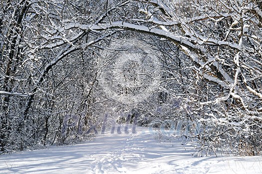 Path in winter forest after a snowfall Path in winter forest after a snowfall