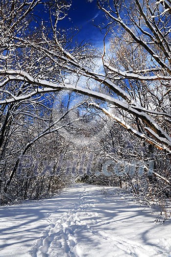 Recreational path in winter forest after a snowfall Recreational path in winter forest after a snowfall