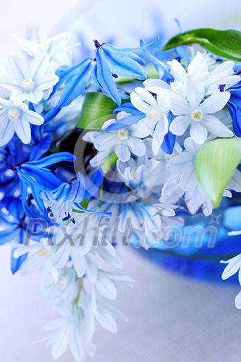 Blue bouquet of first spring flowers closeup Blue bouquet of first spring flowers closeup