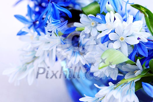 Blue bouquet of first spring flowers closeup Blue bouquet of first spring flowers closeup