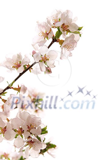 Branch with pink cherry blossoms isolated on white background Branch with pink cherry blossoms isolated on white background