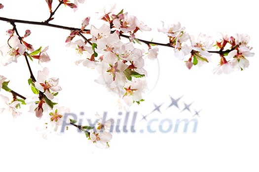 Branch with pink cherry blossoms isolated on white background Branch with pink cherry blossoms isolated on white background
