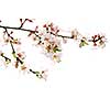 Branch with pink cherry blossoms isolated on white background