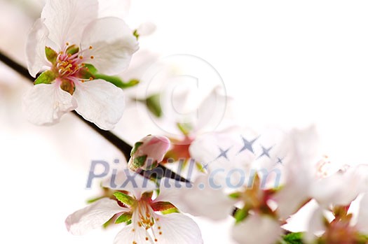 Macro of pink cherry blossoms isolated on white background Macro of pink cherry blossoms isolated on white background