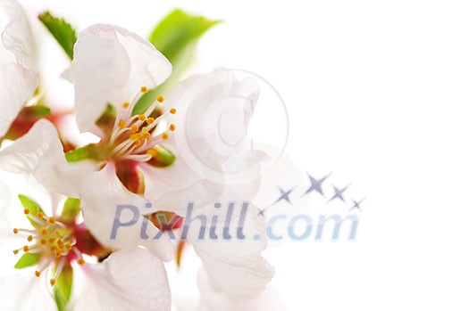 Macro of pink cherry blossoms isolated on white background Macro of pink cherry blossoms isolated on white background