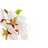 Macro of pink cherry blossoms isolated on white background