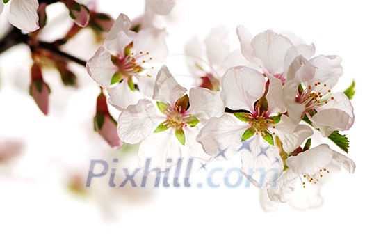 Macro of pink cherry blossoms isolated on white background Macro of pink cherry blossoms isolated on white background