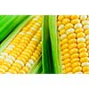 Ears of fresh corn with husks close up