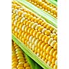 Ears of fresh corn with husks close up