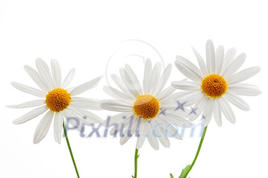 Daisy flowers isolated on white background Daisy flowers isolated on white background