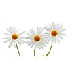 Daisy flowers isolated on white background
