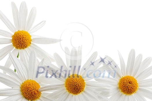 Daisy flowers isolated on white background Daisy flowers isolated on white background