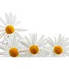 Daisy flowers isolated on white background