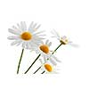 Daisy flowers isolated on white background