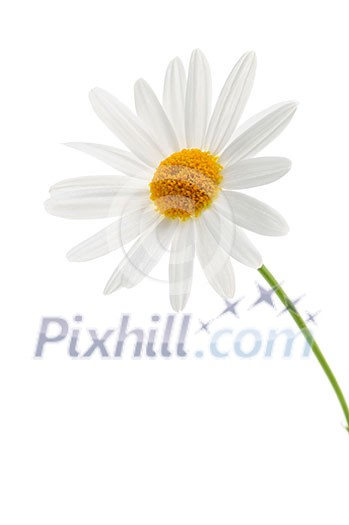 Daisy flower isolated on white background