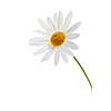 Daisy flower isolated on white background