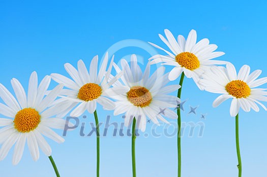 Daisy flowers in a row on light blue background Daisy flowers in a row on light blue background