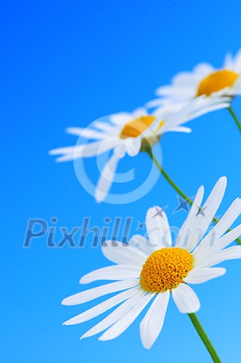Daisy flowers in a row on light blue background Daisy flowers in a row on light blue background
