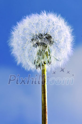 Dandelion close up on blue sky background Dandelion close up on blue sky background