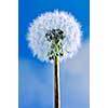 Dandelion close up on blue sky background