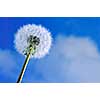 Dandelion close up on blue sky background