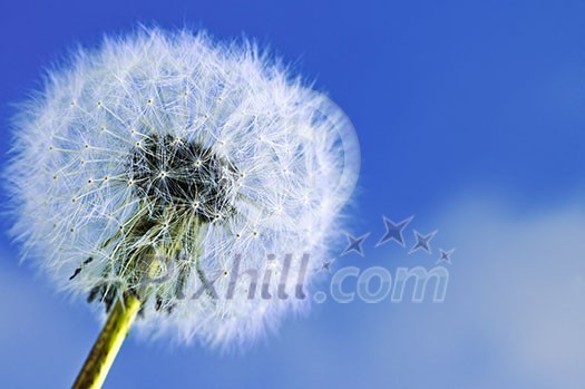 Dandelion close up on blue sky background Dandelion close up on blue sky background